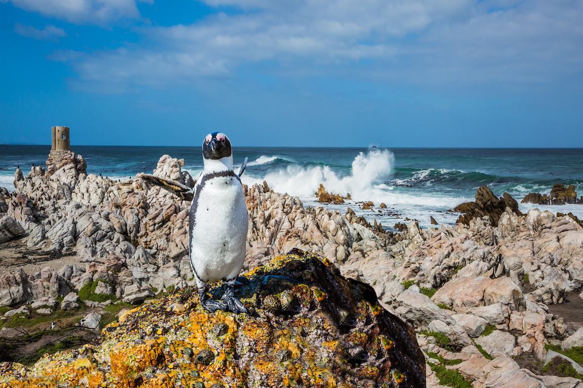 Boulders Penguin Colony in South Africa