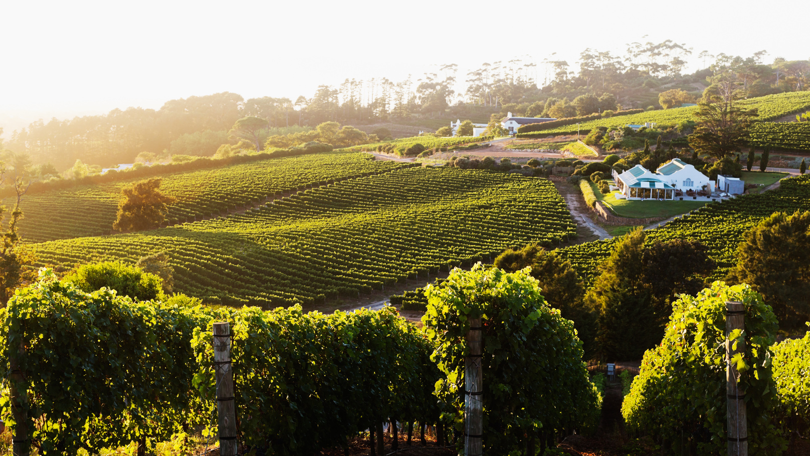 Panoramic view over a wine farm in Constantia, Cape Town.